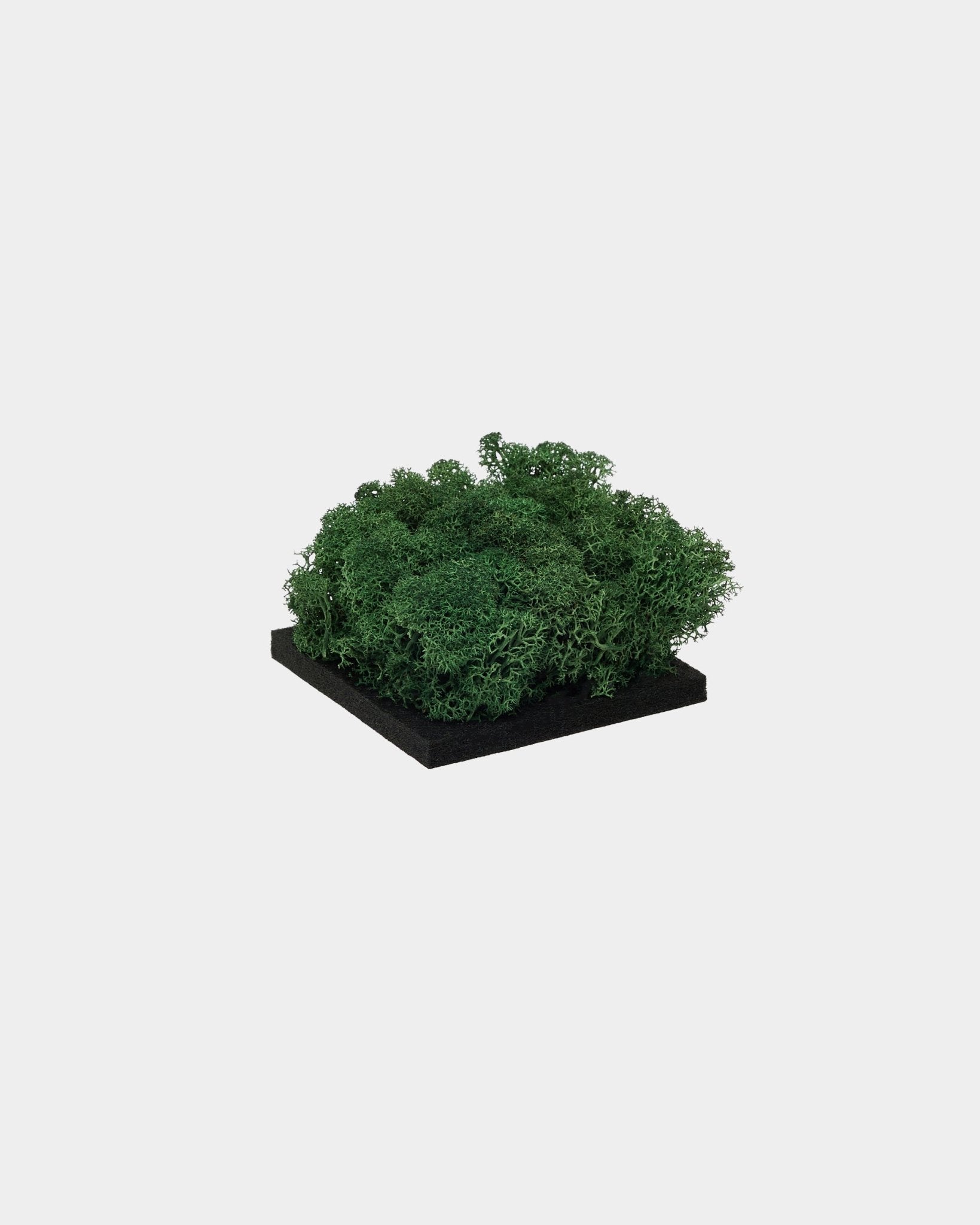 WoodUpp Moss sample in Moss Green, featuring dense green preserved moss on a black square base, displayed against a plain white background.